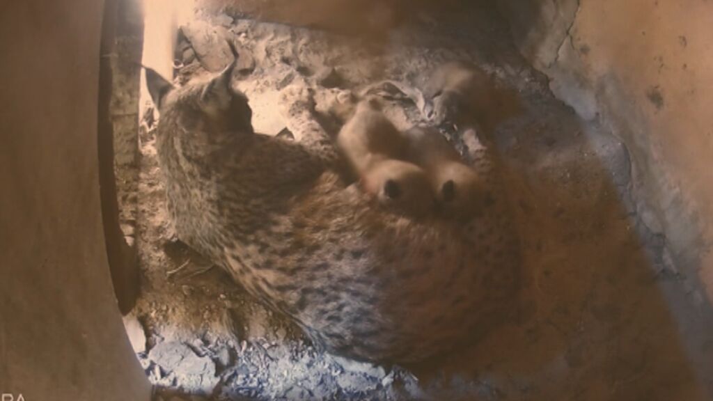 Nacen tres crías de lince ibérico en el zoo de Jerez