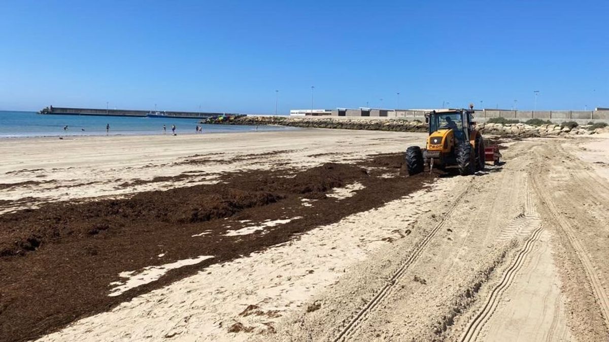 El Ayuntamiento de Barbate retira algas invasoras de la playa del Carmen y pide "esfuerzo" para buscar soluciones El Ayuntamiento de Barbate retira algas invasoras de la playa del Carmen y pide "esfuerzo" para buscar soluciones