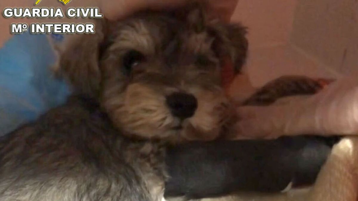 Cuatro investigados en Tui por vender ‘online’ perros que morían a los pocos días Cuatro investigados en Tui por vender ‘online’ perros que morían a los pocos días