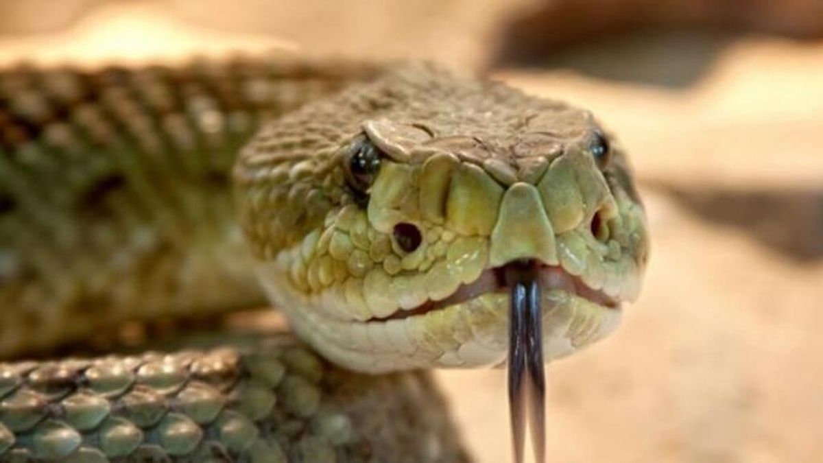 El Karpin inaugura un reptilario con especies abandonadas o de operaciones policiales El Karpin inaugura un reptilario con especies abandonadas o de operaciones policiales