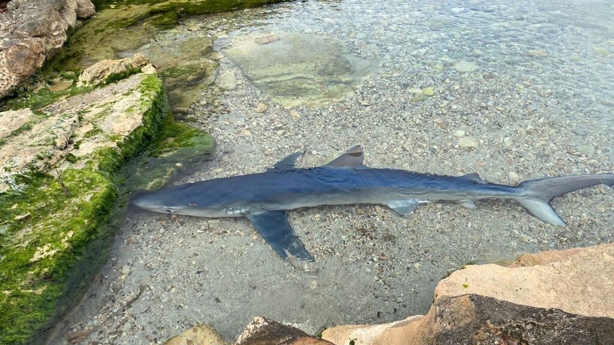 Un tiburón de casi dos metros aparece en la orilla de una playa de Ibiza