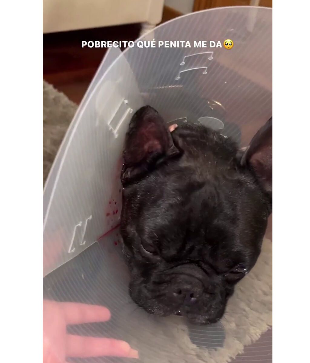 Las heridas que ha sufrido el perrito de Oriana tras el ataque