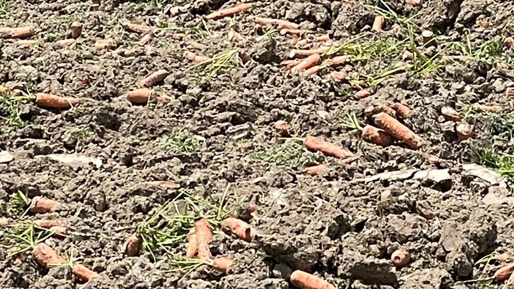 2.000 hectáreas de zanahoria en Lebrija "no tienen quien las compre"