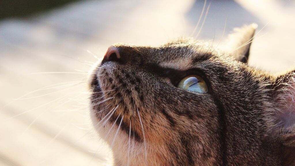 Curiosidades: Los gatos pueden ver en color