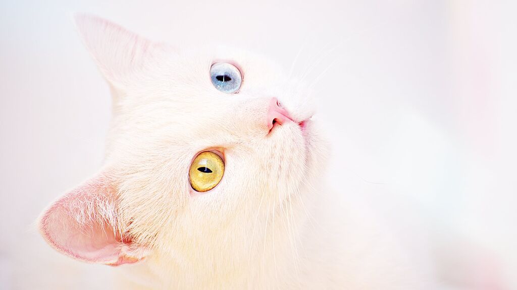 ojos gato 3
