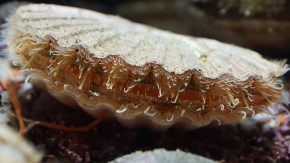 Luces de discoteca, la pista que ha llevado a una nueva técnica de pesca de las vieiras Luces de discoteca, la pista que ha llevado a una nueva técnica de pesca de las vieiras