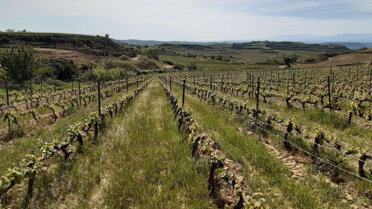 Viñedos de Rioja alavesa Viñedos de Rioja alavesa