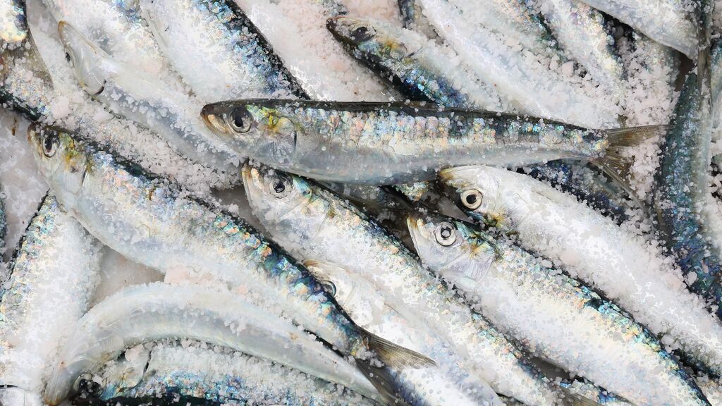 sardinas-2