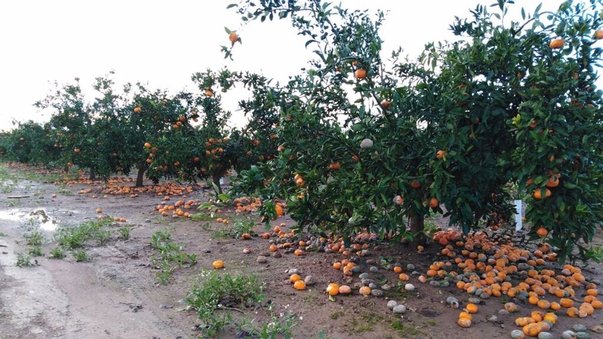 Los agricultores valencianos prevén pérdidas de 150 millones por las lluvias y el frío en primavera Los agricultores valencianos prevén pérdidas de 150 millones por las lluvias y el frío en primavera