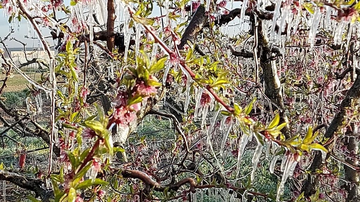 La producción de melocotón y nectarina cae un 70% por las heladas de abril en Cataluña La producción de melocotón y nectarina cae un 70% por las heladas de abril en Cataluña
