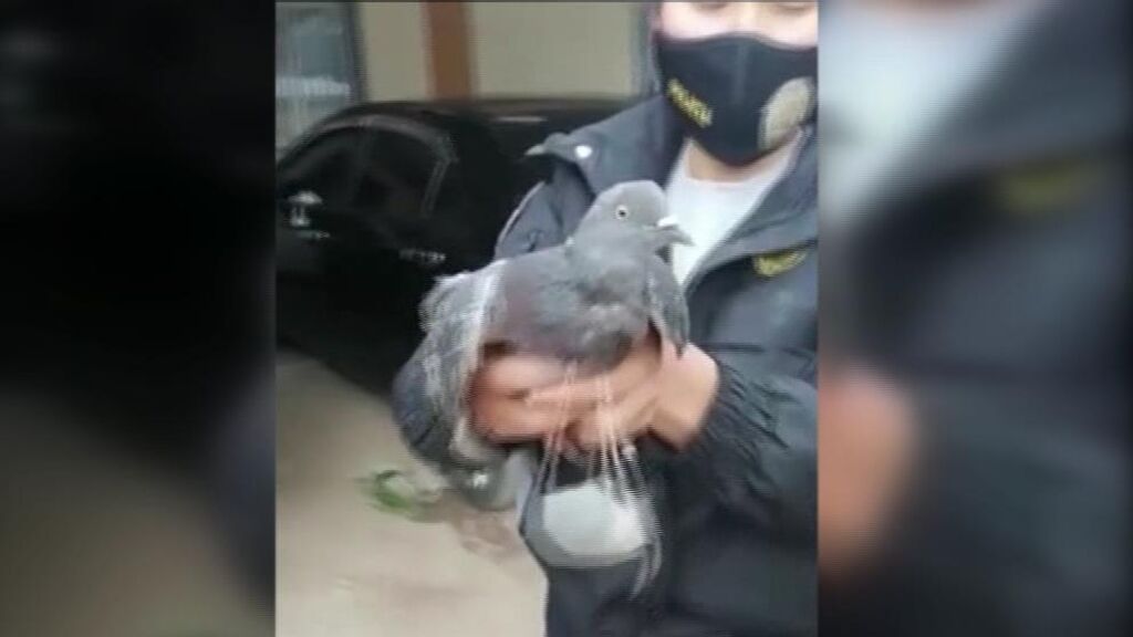 Atrapada una "narco paloma" cuando introducía droga en una cárcel de Perú