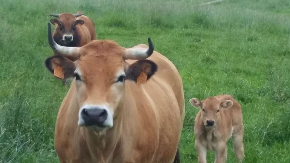 El alcalde de Bayárcal se queda con dos de las vacas que habían sido abandonadas en Sierra Nevada El alcalde de Bayárcal se queda con dos de las vacas que habían sido abandonadas en Sierra Nevada
