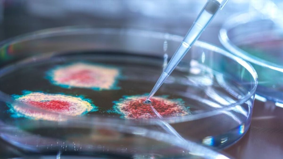 Los científicos españoles que estudian la evolución de los virus para combatir las próximas pandemias Los científicos españoles que estudian la evolución de los virus para combatir las próximas pandemias