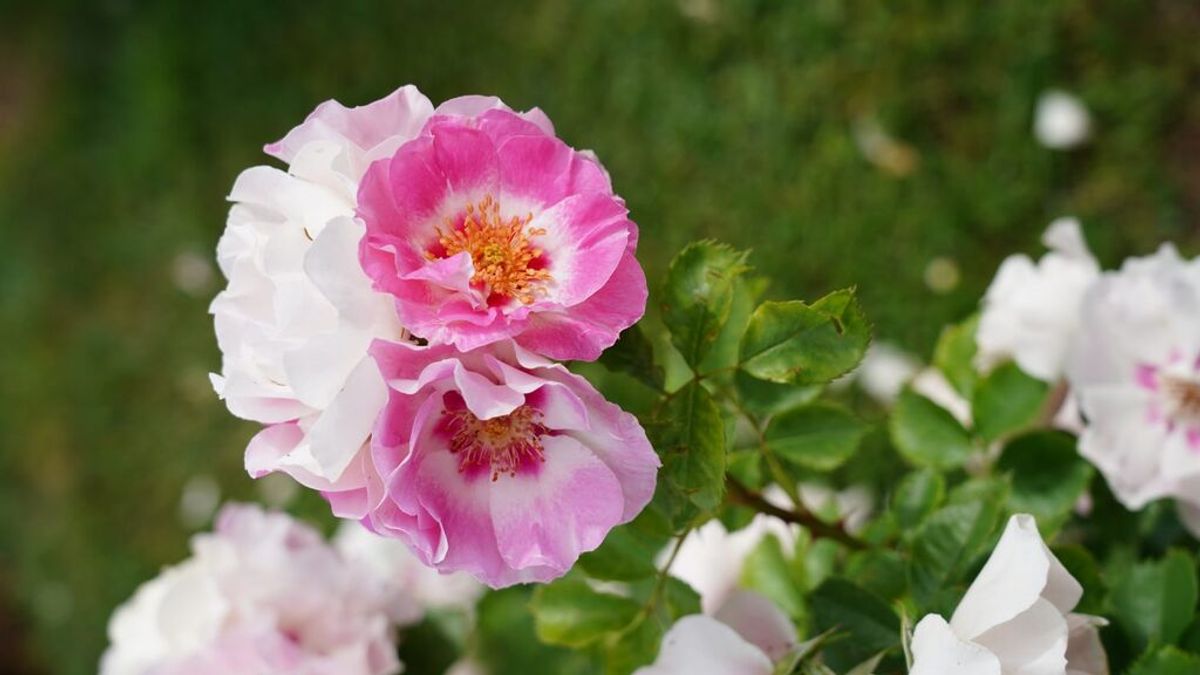 Una rosa de variedad floribunda gana el Concurso Internacional Rosas de Madrid