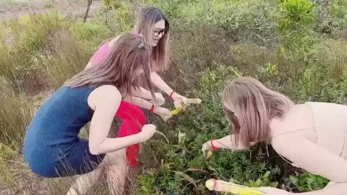 El gobierno de Camboya pide a unas influencers que no arranquen la flor "con forma de pene" en peligro de extinción El gobierno de Camboya pide a unas influencers que no arranquen la flor "con forma de pene" en peligro de extinción