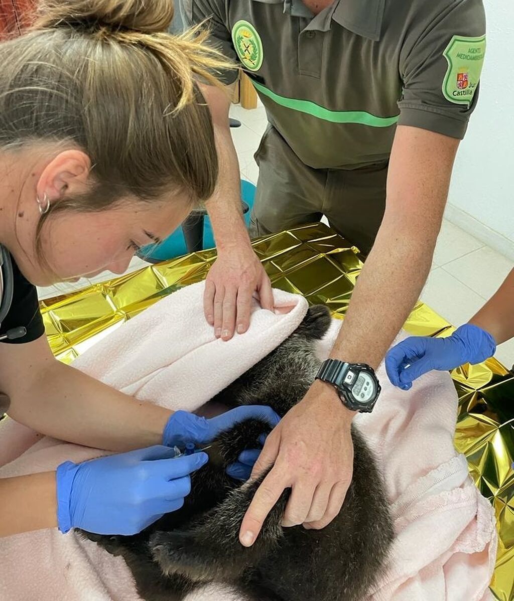 Los veterinarios atendiendo al osezno