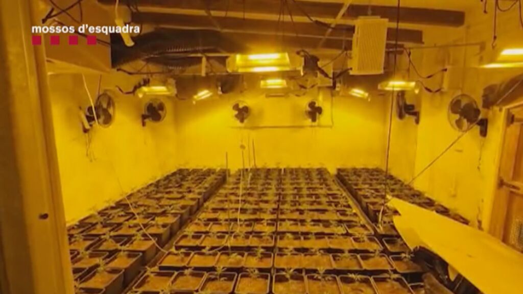 Los Mossos detienen a cuatro personas tras localizar 1.500 plantas de marihuana