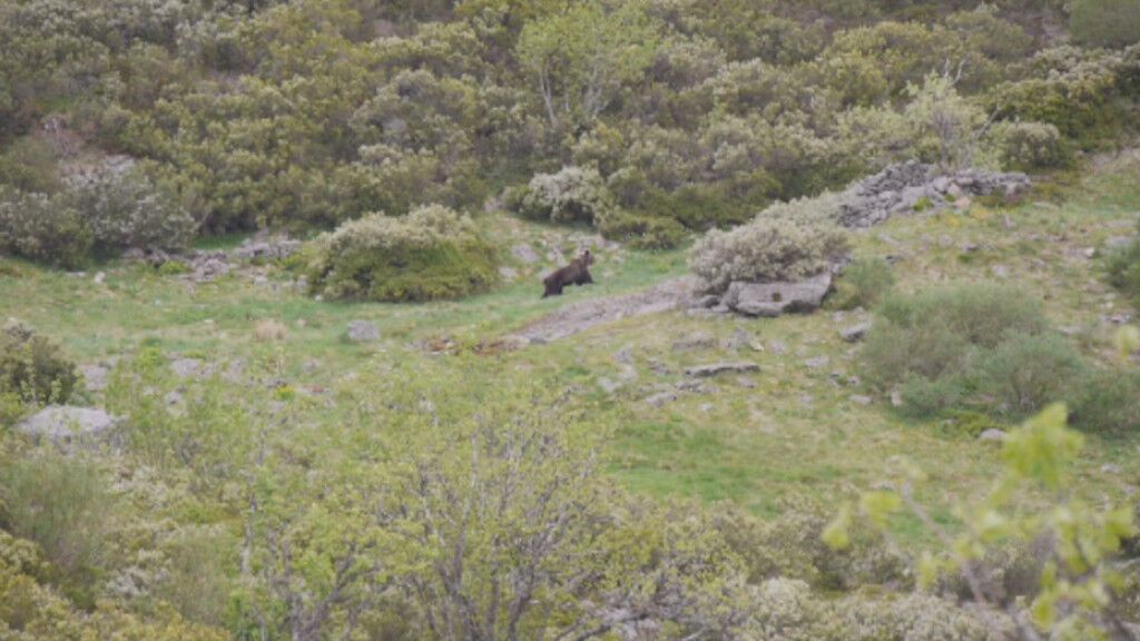 Un oso pardo sorprende a un grupo de excursionistas en Os Ancares