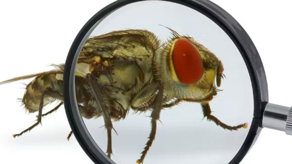 Cómo los insectos ayudan a resolver crímenes en la vida real Cómo los insectos ayudan a resolver crímenes en la vida real