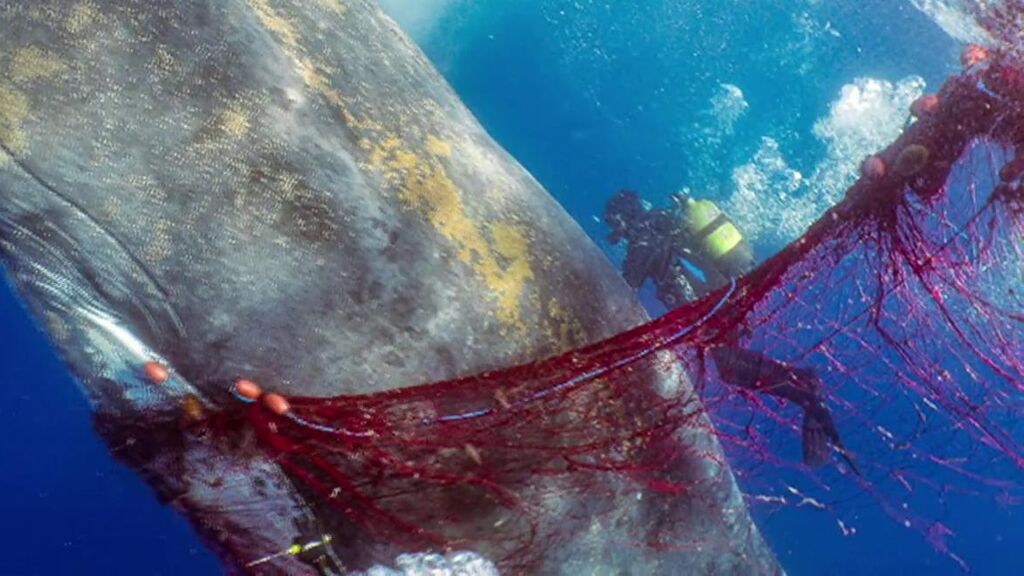 El emocionante rescate de una ballena de 12 metros atrapada en una red de arrastre en Mallorca