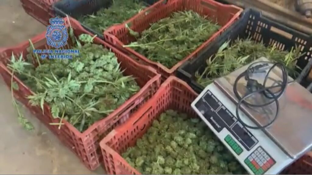 Desmantelan 20.000 plantas de marihuana en Conil que hacían pasar por cáñamo industrial