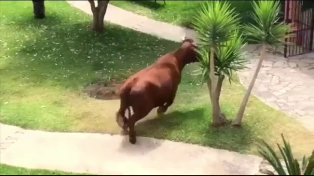 Una vaca retinta siembra en caos en Tarifa: se coló en una urbanización y se paseó por la calle varias horas