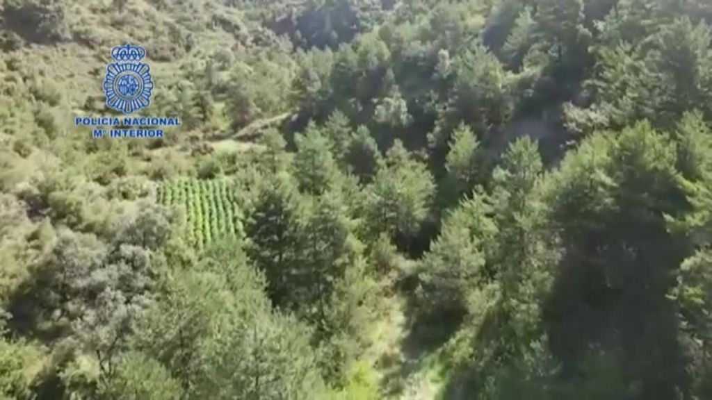 Descubren plantaciones gigantescas de marihuana oculta en bosques de Huesca