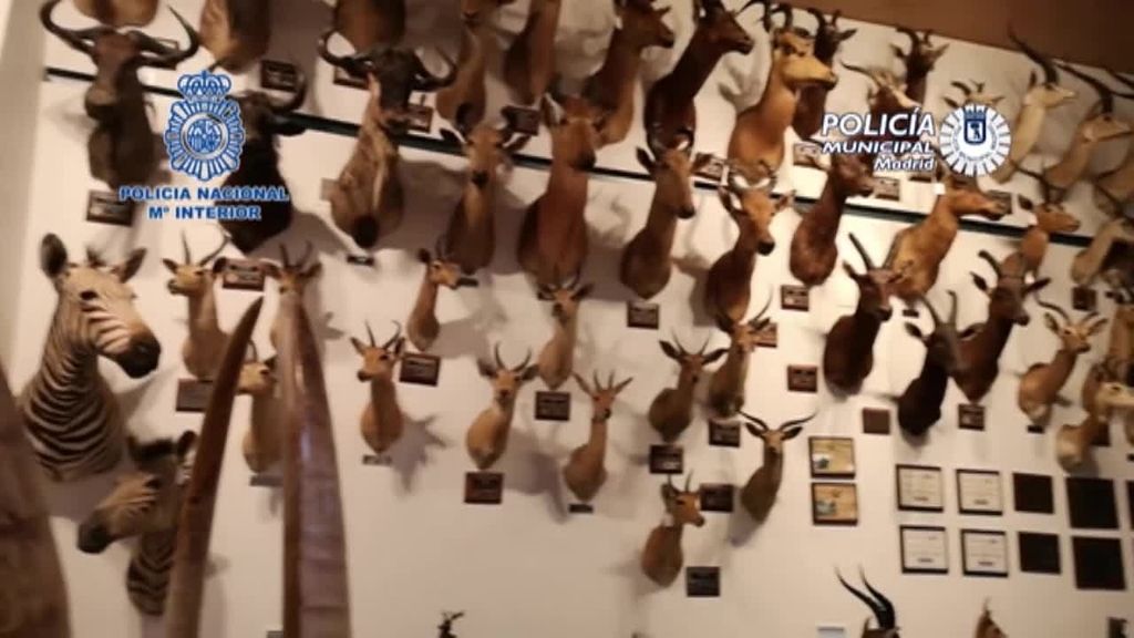 Intervienen en una finca de La Moraleja, en Madrid, medio centenar de animales disecados y piezas de marfil