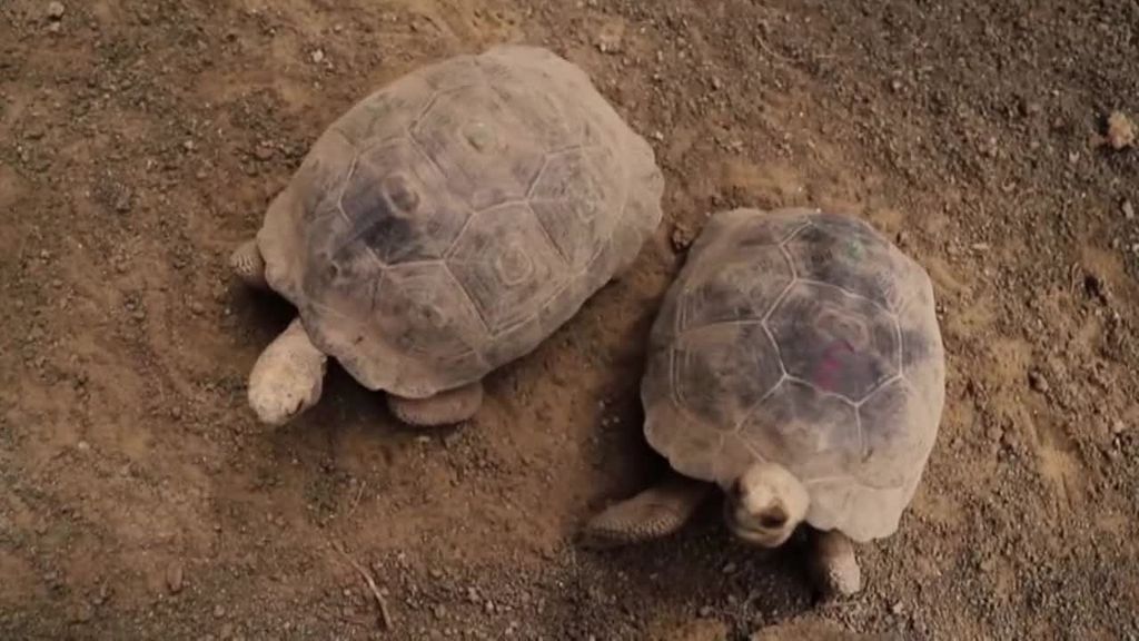 43 tortugas vuelven a la naturaleza tras pasar 8 años en un centro de conservación