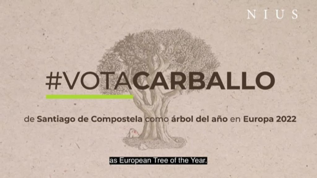 Santiago presenta la candidatura del Carballo de Conxo a Árbol Europeo del año