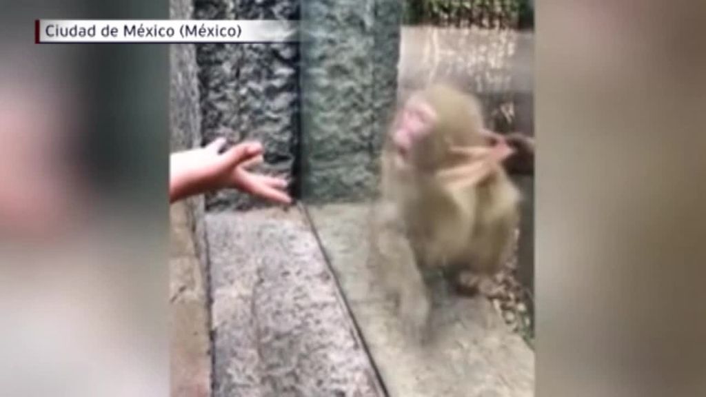 Un visitante de un  zoo de México le hace un truco de magia y el mono alucina
