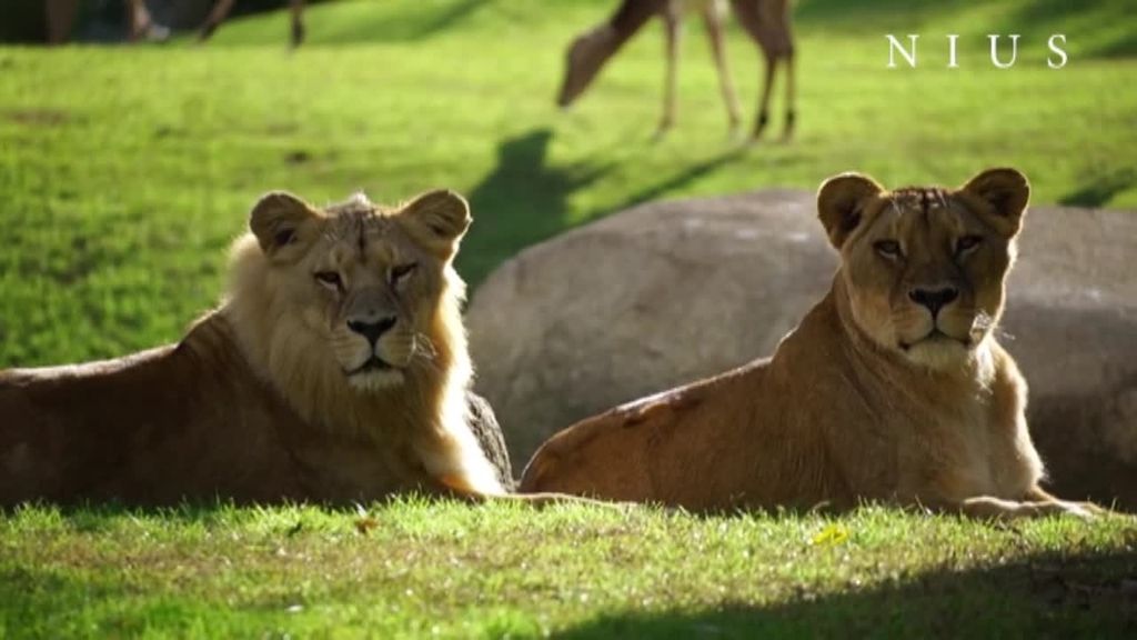 Muere Sortuda, la carismática leona matriarca de Bioparc Valencia, que lucía melena
