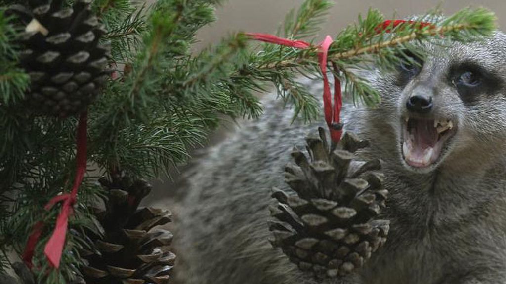 Los animales celebran la Navidad