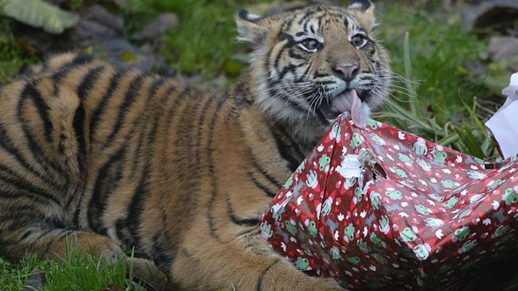 Los animales celebran la Navidad
