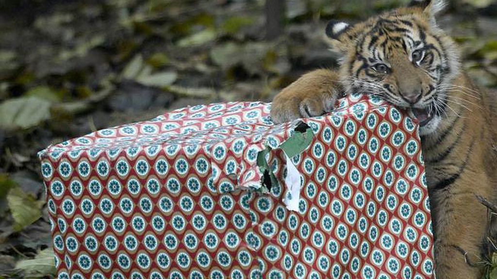 Los animales celebran la Navidad