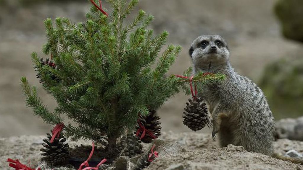 Los animales celebran la Navidad