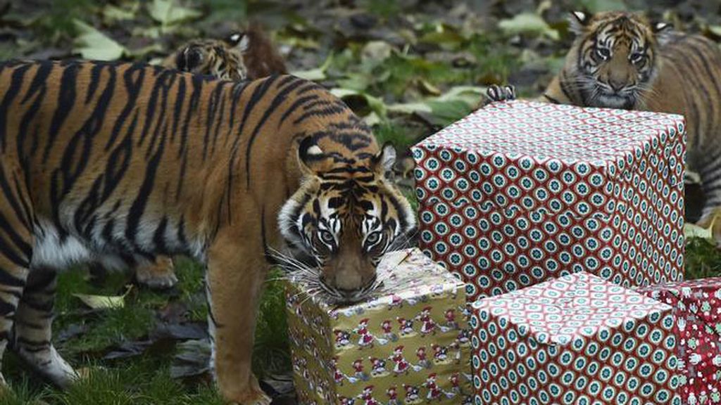 Los animales celebran la Navidad