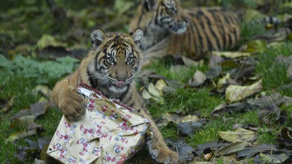 Los animales celebran la Navidad