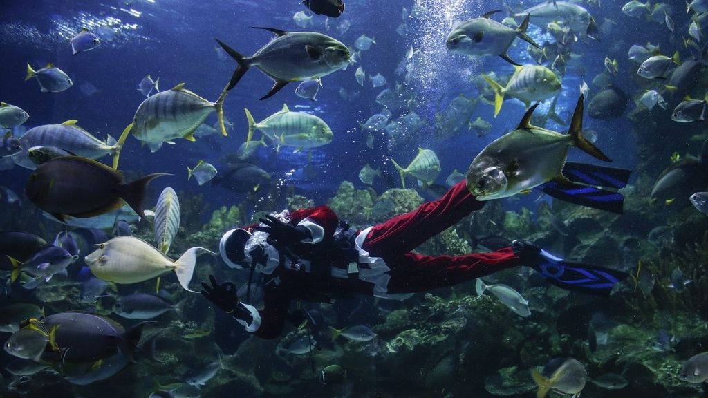 Navidad en el acuario
