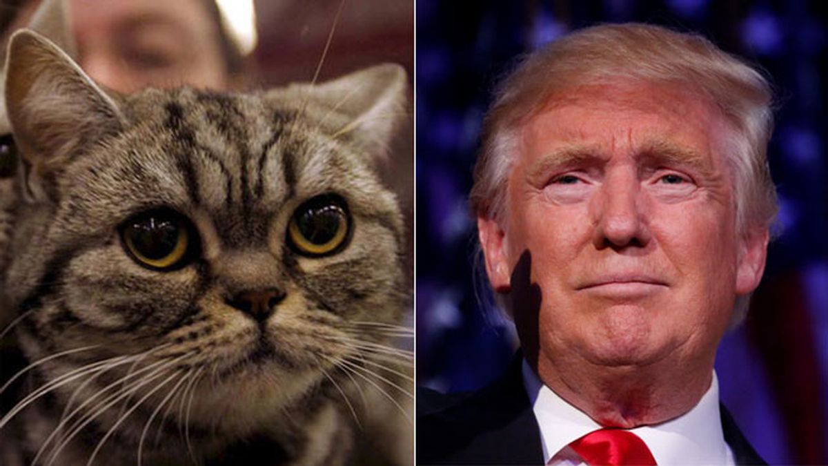 Una extensión de Google convierte las fotos de Trump en adorables gatitos