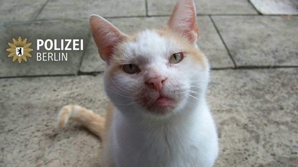 La Policía pide discreción a los berlineses con un 'tuit' con la foto de un gato