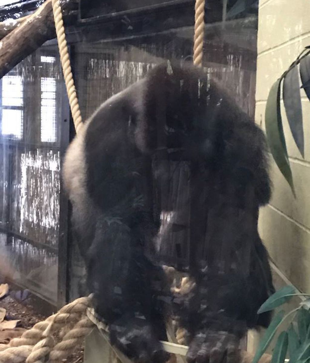 La huída de un gorila causa el pánico en el zoo de Londres