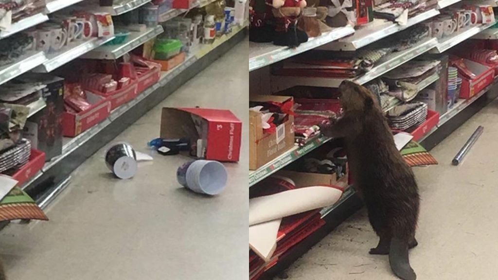 Un intrépido Castor destroza los árboles de Navidad artificiales al entrar en una tienda