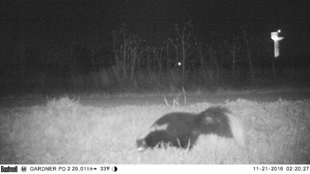 Colocan una cámara oculta para comprobar si hay pumas y graban imágenes que les arrancan una sonrisa
