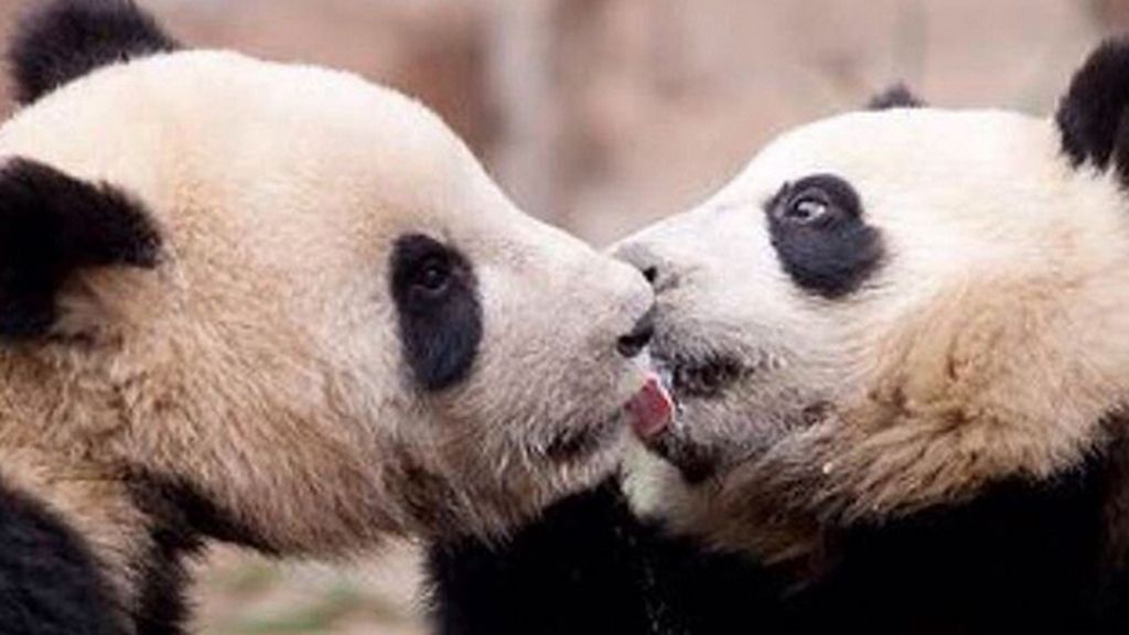 Los besos más tiernos del mundo animal