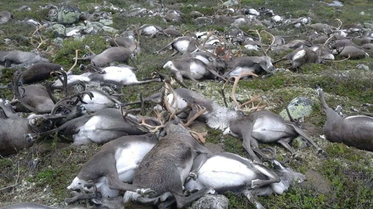 Cientos de renos muertos por un rayo en Noruega