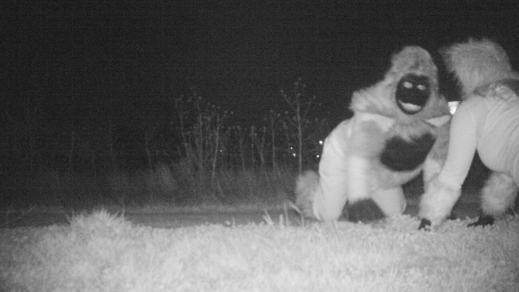 Colocan una cámara oculta para comprobar si hay pumas y graban imágenes que les arrancan una sonrisa