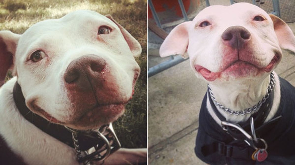 Brinks, el perro que no ha parado de sonreír desde que fue rescatado