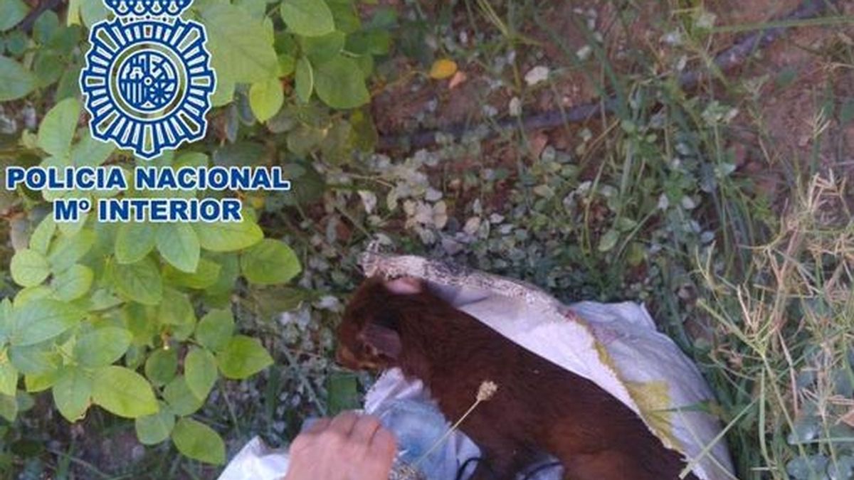 Detenido por arrojar un cachorro de perro a un contenedor en un saco hermético