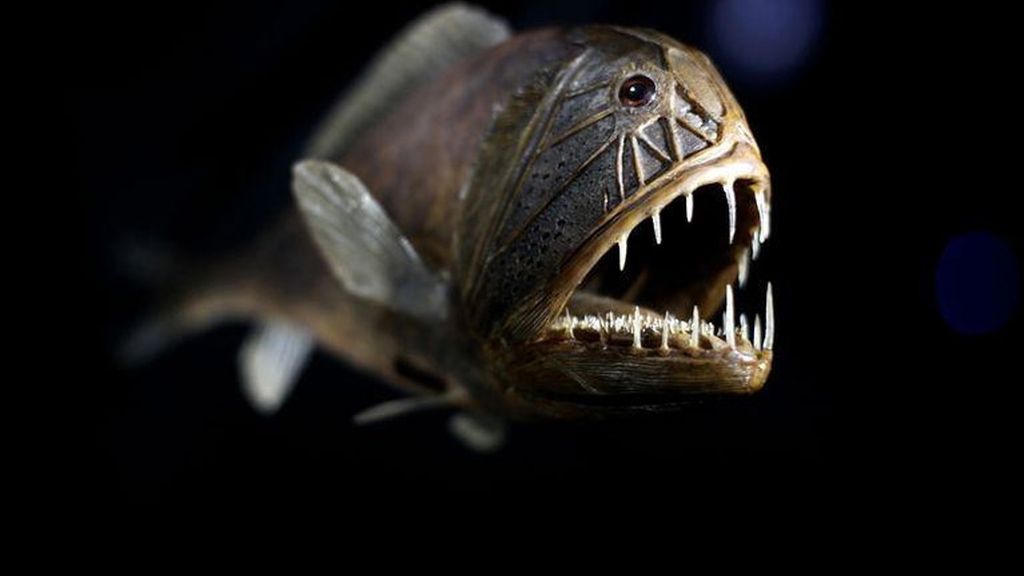 Las criaturas más terroríficas del océano